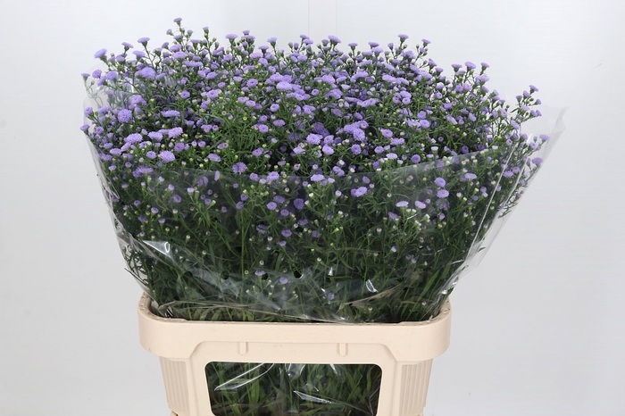 Aster Baby Blue