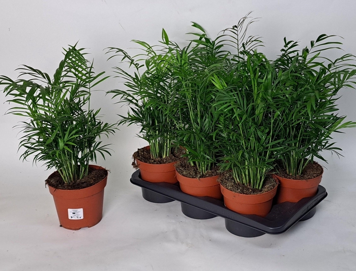 <h4>CHAMAED ELEGANS</h4>