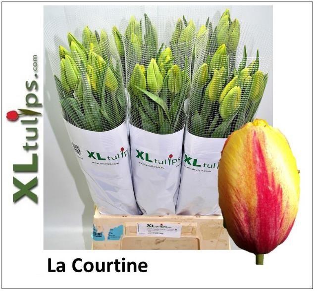 <h4>TU EN LA COURTINE</h4>