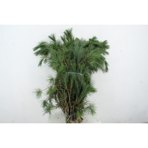 PINUS STROBUS PER BUNCH 80CM