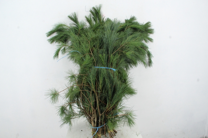 <h4>PINUS STROBUS PER BUNCH 80CM</h4>