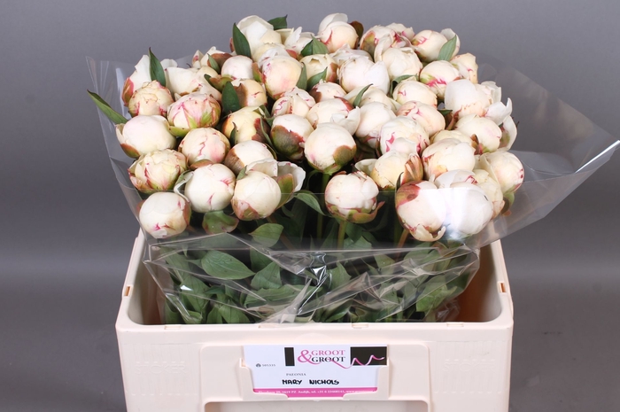 <h4>Paeonia Mary Nicholls</h4>