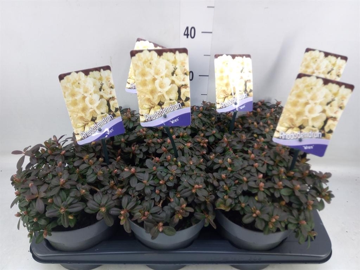 <h4>Rhododendron ...dwarf shapes</h4>