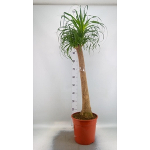 Beaucarnea recurvata