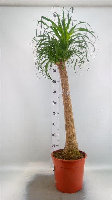 <h4>Beaucarnea recurvata</h4>