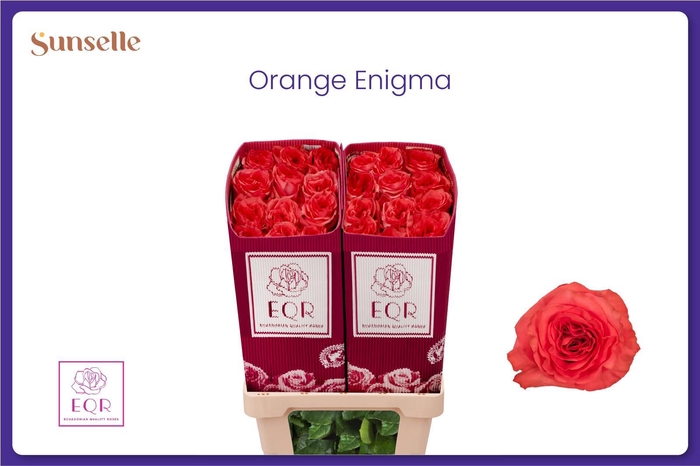 <h4>R GR ORANGE ENIGMA</h4>