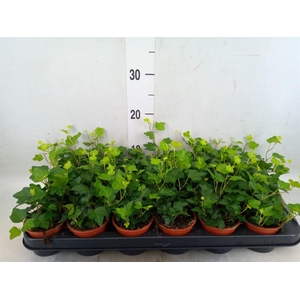Hedera helix 'Wonder'