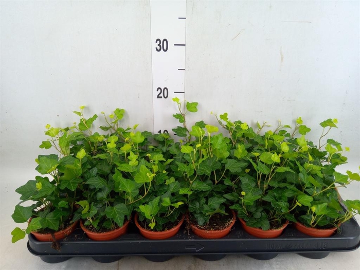 <h4>Hedera helix 'Wonder'</h4>