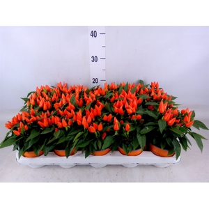 Capsicum annuum 'Salsa Dark Orange'