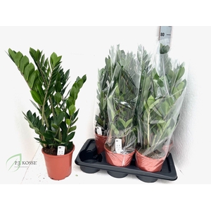 ZAMIO ZAMIIFOLIA