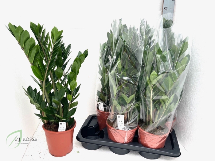 <h4>ZAMIO ZAMIIFOLIA</h4>
