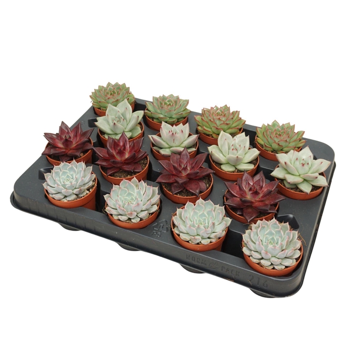 <h4>Echeveria gemengd</h4>
