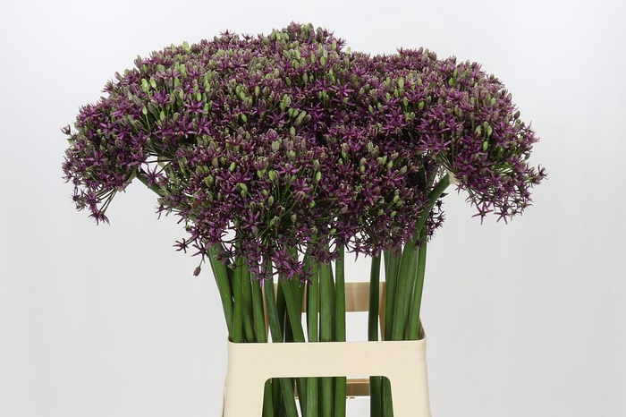 <h4>Allium Miami</h4>