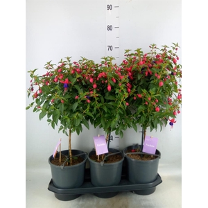 Fuchsia  'Bella Fuchsia Vera'