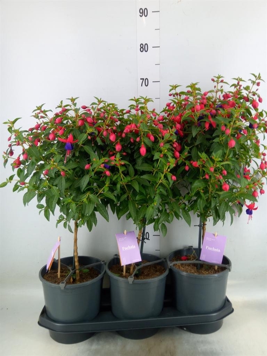<h4>Fuchsia  'Bella Fuchsia Vera'</h4>