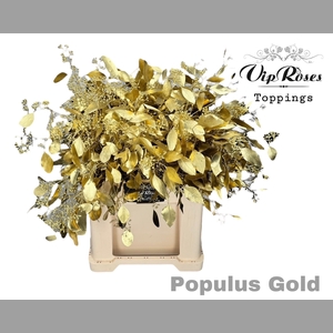 EUCA POPULUS BES GOLD