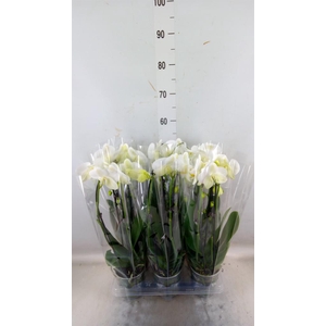 Phalaenopsis  'Elegant Cascade'