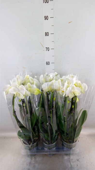 <h4>Phalaenopsis 'Elegant Cascade'</h4>