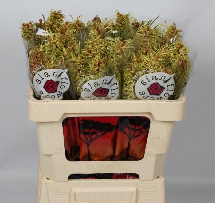 <h4>GREVI SPIDERMAN</h4>