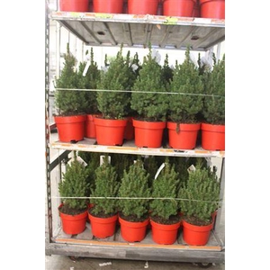 ** Picea Gl Conica * Winter Promo *
