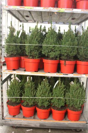 <h4>** Picea Gl Conica * Winter Promo *</h4>