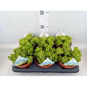Cotyledon tome. ladys.