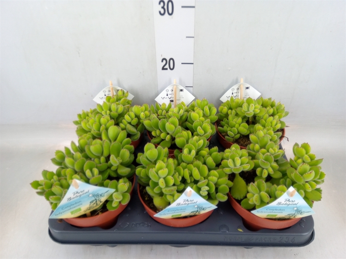 <h4>Cotyledon tome. ladys.</h4>
