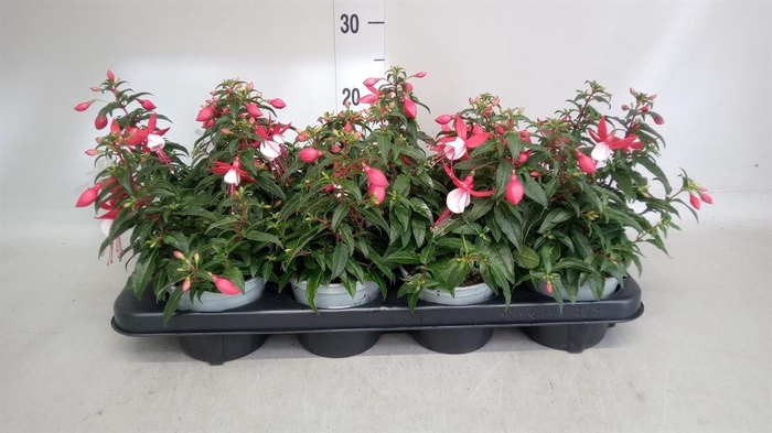 <h4>Fuchsia   ...</h4>