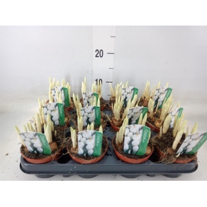 Crocus vernus 'Jeanne d'Arc'