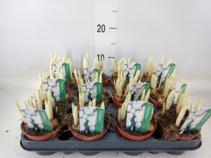 <h4>Crocus vernus 'Jeanne d'Arc'</h4>