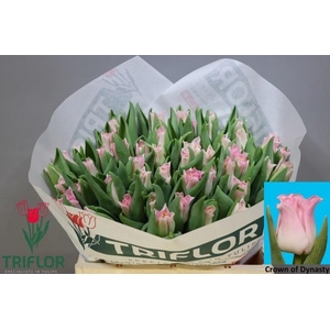 TU CO CROWN  DYNASTY