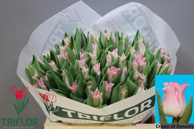 <h4>TU CO CROWN  DYNASTY</h4>