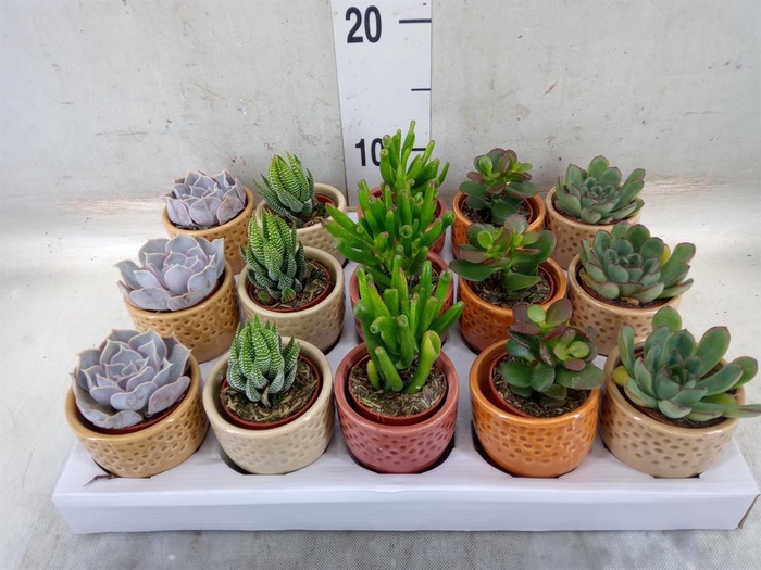 <h4>Succulents   ...</h4>