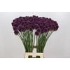 Allium Sphaerocephalon