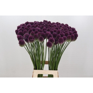Allium Sphaerocephalon