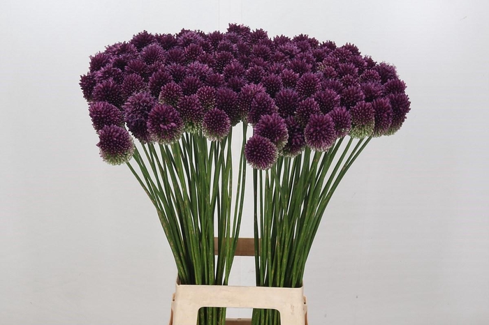 <h4>Allium Sphaerocephalon</h4>
