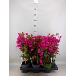 Bougainvillea  'Sanderiana'