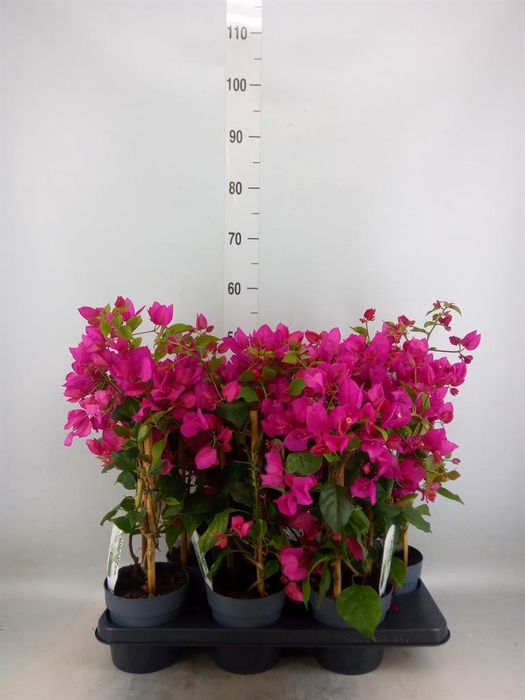 <h4>Bougainvillea  'Sanderiana'</h4>