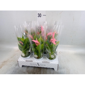 Anthurium andr. 'Lilli'