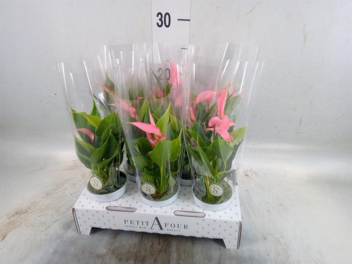 <h4>Anthurium andr. 'Lilli'</h4>