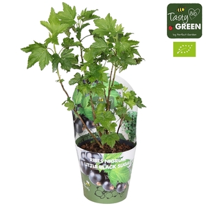 Ribes Low® Little Black Sugar® Bio P14 potcover