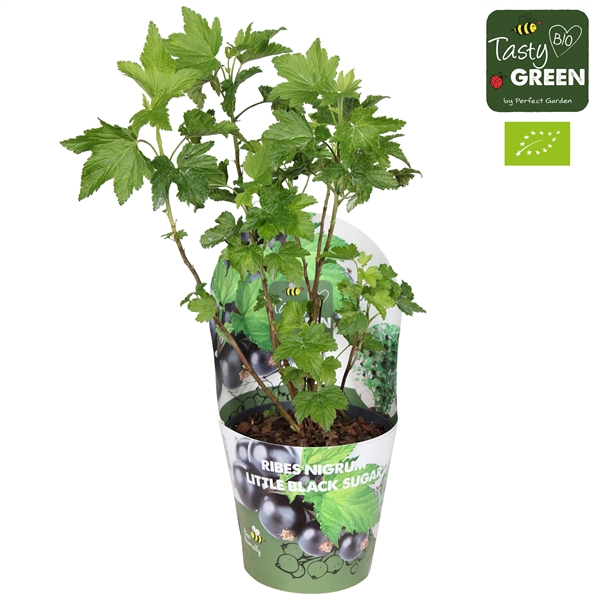 <h4>Ribes Low® Little Black Sugar® Bio P14 potcover</h4>