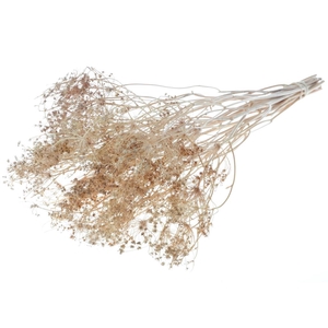Bupleurum Open 55cm Natural