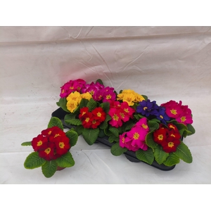 PRIM ACAULIS GEMENGD