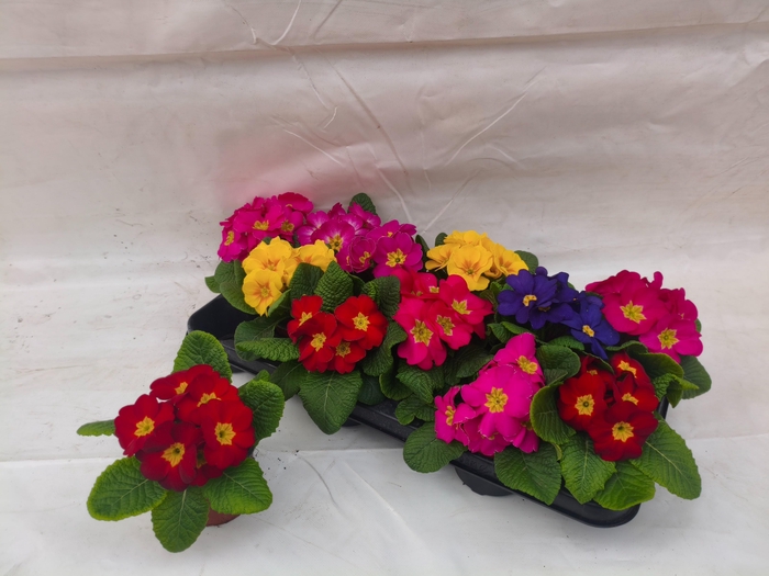 <h4>PRIM ACAULIS GEMENGD</h4>