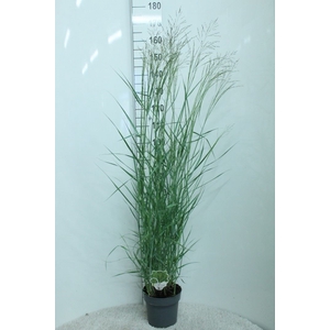 Panicum virgatum