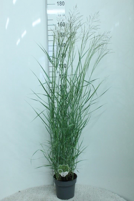 <h4>Panicum virgatum</h4>