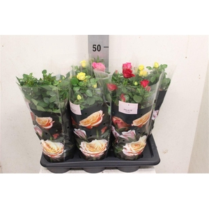 Rosa Palace gemengd 3 soorten