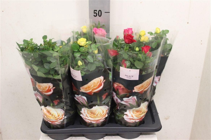 <h4>Rosa Palace gemengd 3 soorten</h4>
