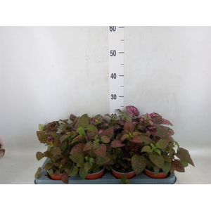 Hypoestes phyllo. 'Confetti C' .mix